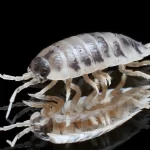 The Complete Guide to Finding and Caring for Isopods for Sale”